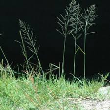 Image result for Eragrostis porosa
