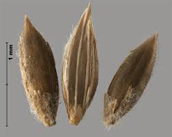 Image result for Digitaria comifera