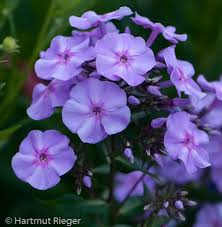 Pin On Phenomenal Phlox