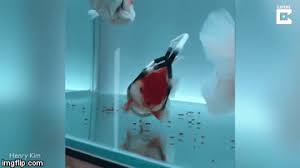 Goldfish Owner Builds Floating Wheelchair For Fish With Swim Bladder Disease Geekologie