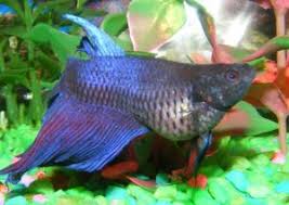 Then this video is going to help you understand all the reasons it could be happening and what to do! Complete Guide To Betta Fish Diseases And Treatment With Pictures Fish Care