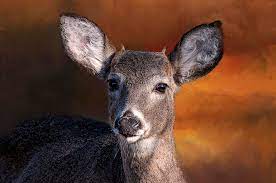 Sports with dave jenner and kearney's longtime husker sports affiliate for over 50 years. Wildlife Button Buck Deer Photograph By Sharalee Art