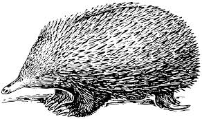 Anteater Short Beaked Echidna Drawing Mammal Long Beaked Echidna Clip Art Art Animals