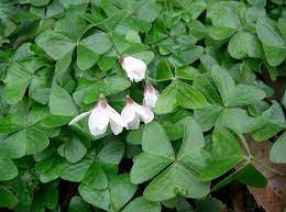 Oxalis Wikipedia