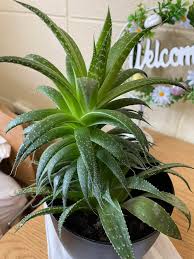 Image result for Aloe ballii