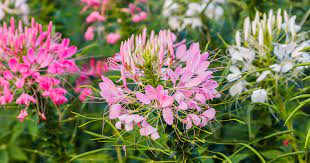 Spider Flower Aspca