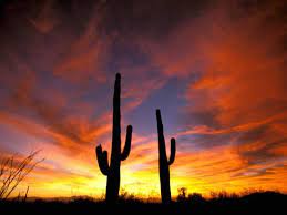 Maybe you would like to learn more about one of these? Saguaro Cactus At Sunset Sonoran Desert Arizona Usa Photographic Print Marilyn Parver Art Com