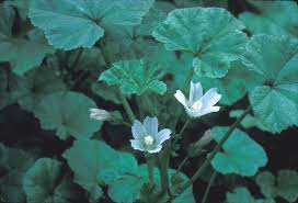 Image result for Malva neglecta
