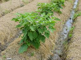 Integrated pest management (ipm) has been recognized as one of the most robust constructs in agricultural sciences to deal with the challenges in this section we will present a short overview on the available mathematical models used to describe the ecological interactions in pest control. Components Of Ipm Ipm Info