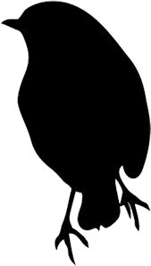 The bird lives throughout north america. Of Robin Pinterest Robin Bird Black And White Full Size Png Download Seekpng