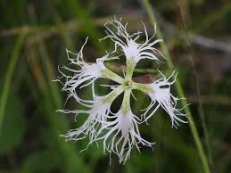 Image result for Dianthus chimanimaniensis