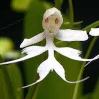 Image result for Habenaria malacophylla