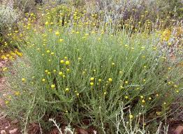 Image result for Pentzia incana