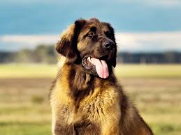 Maybe you would like to learn more about one of these? Can You Guess The Biggest Dog Breed In The World