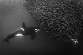 Natgeo Photo By Cristina Mittermeier Mitty From The Surface We Watched Fins Darting Back And Forth In In 2020 Travel Fun Nature Animals Places To Travel