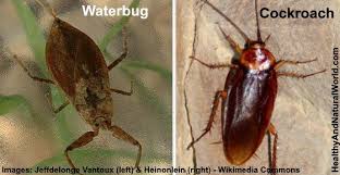How To Get Rid Of Water Bugs Get Rid Of Waterbugs Natural Insecticide Organic Gardening