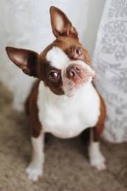 Black And White Boston Terrier Pitbull Mix Pretty Girl Boston Terrier Brown Boston Terrier Boston Terrier Dog