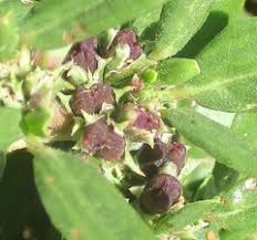 Image result for Decorsea schlechteri