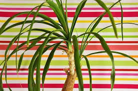 Root and stem rot in ponytail palms is usually indicative of overwatering. Ponytail Palm Problems Stem Leaf Rot Turning Yellow Brown Ready To Diy
