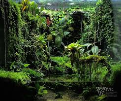 Paludarium M Rainforest Ivlc Terraria In 2021 Rainforest Terrarium Aquarium