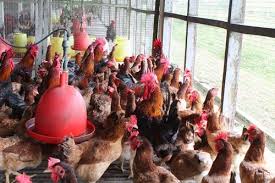 Udara dari luar komponen reban ayam tertutup „. Reban Ayam Untuk Disewa