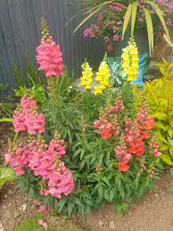 Image result for Antirrhinum