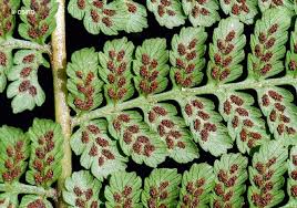 Image result for Diplazium nemorale