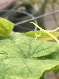Image result for spider mites on cucumbers