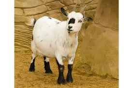 Check spelling or type a new query. Everything You Need To Know About Pygmy Goats