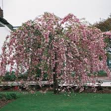 Weeping cherry trees are a lovely addition to any landscape. Https Www Pomonafruits Co Uk Images Prunus Cheals Weeping Blossom 01 Jpg Weeping Cherry Tree Flowering Cherry Tree Weeping Trees