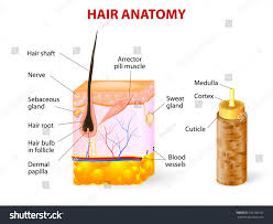 Hair Anatomy And Hair Follicle Vector Diagram Royalty Free Stock Vector 169168181 Avopix Com