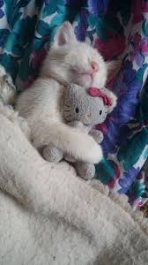Phenomenal 24 Cutest Cats And Kittens Https Meowlogy Com 2018 02 28 24 Cutest Cats Kittens Dog Ought To Be Able To See Cute Cats And Kittens Cute Cats Cats