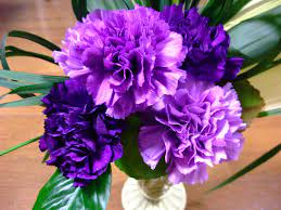 Pin By Taria Turner On My Style Growing Carnations Purple Carnations Flower Seeds