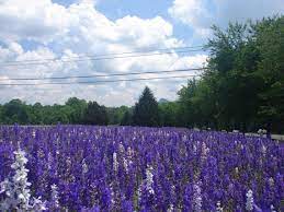 We did not find results for: This Is Where To Find The Best Nc Highway Wildflower Beds Charlotte Observer