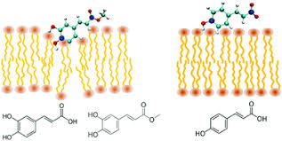 Up-To-Date Insight About Membrane Remodeling As A Mechanism Of Action For  Ethanol-Induced Liver Toxicity | Intechopen