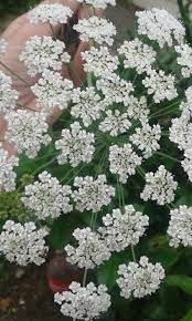 Ammi Majus Bishops Flower False Queen Annes Lace Beautiful Umbel Flowers Great For Attracting Beneficial Insec Attracting Beneficial Insects Umbel Flowers
