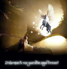 Ангельские глазки / eyes of an angel (1991). Doberman Angel Online Shopping