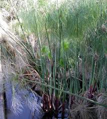 Image result for Cyperus dives
