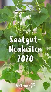 Entdecke Volmary Gurkensamen Und Die Beliebtesten Sorten In 2020 Gewachshaus Pflanzen Saatgut Gurkenpflanze