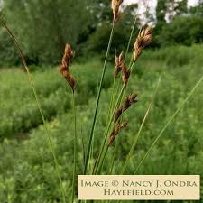 Image result for Enneapogon scoparius