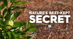 Image result for Fadogia arenicola