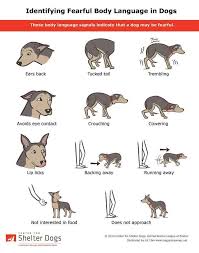 Dog Behavior Signs Dog Body Language Dog Language Dog Behavior