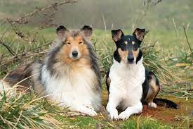 Schotse Herdershond Lassie Met Kort Of Lang Haar Onze Hond