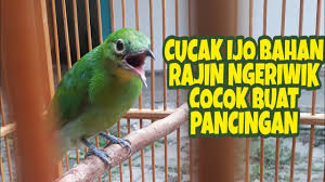Njebule serngenge ‎cucak hijau jamtrok. Cucak Ijo Bahan Rajin Ngeriwik Cocok Buat Pancingan By Nur Sholikin