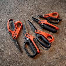 Image result for Viscum shirense