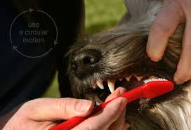 Get daily deals and local insights near you today! How To Brush Your Dog S Teeth