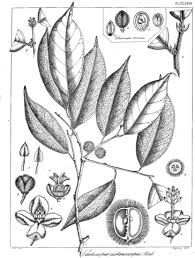 Image result for Chaetocarpus