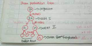 Ovarium Adalah Tempat Terjadinya Jelaskan Prosesnya Brainly Co Id