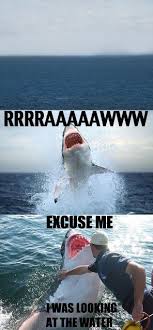 Bull trying to ride activa funny indian picture. Always Makes Me Laugh Sharks Funny Funny Pictures Bones Funny