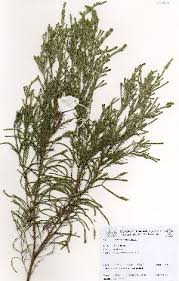 Image result for Passerina montana